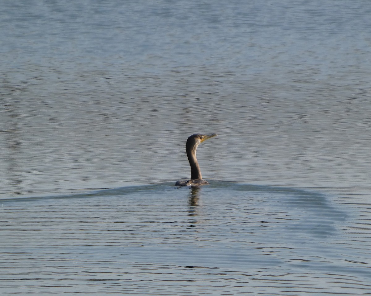 Double-crested Cormorant - ML645729437