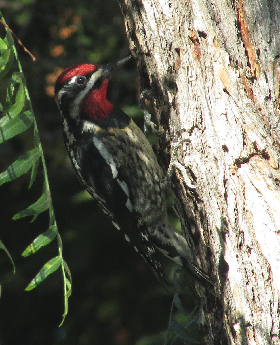 Red-naped Sapsucker - ML645729438