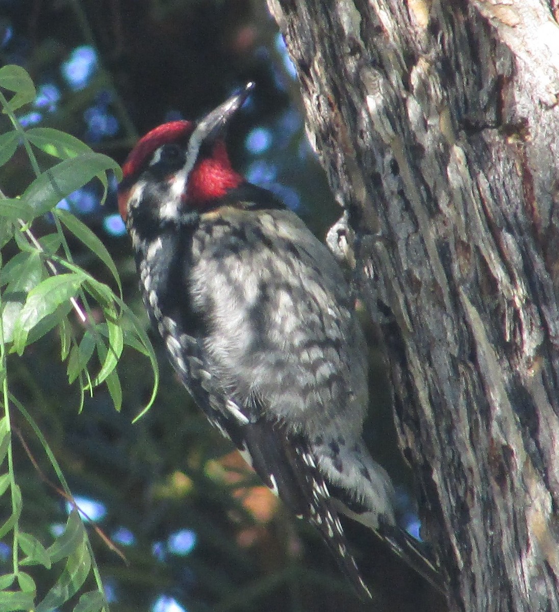 Red-naped Sapsucker - ML645729439