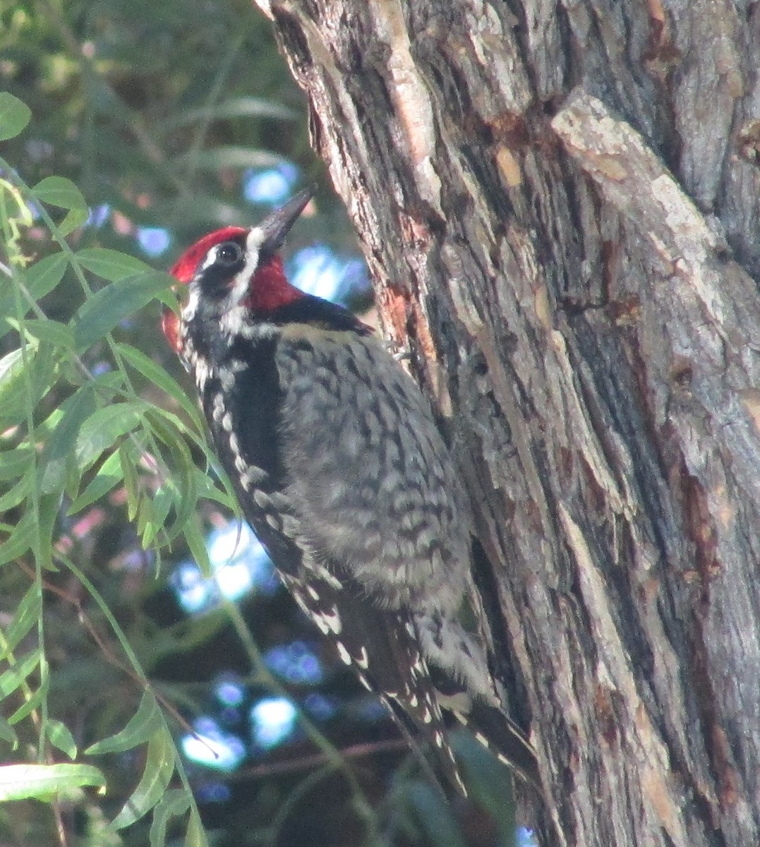 Red-naped Sapsucker - ML645729440