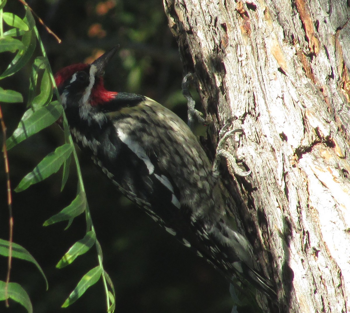 Red-naped Sapsucker - ML645729441