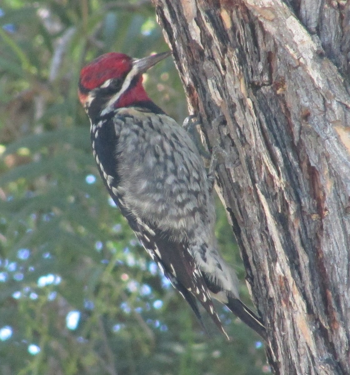 Red-naped Sapsucker - ML645729442