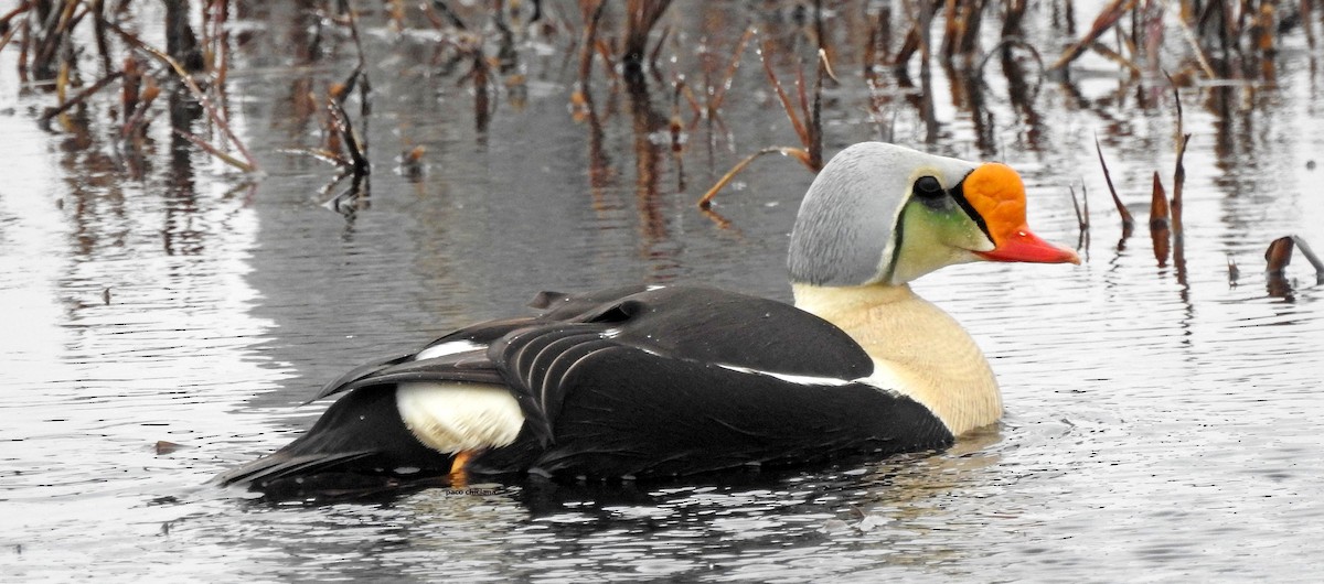 King Eider - ML645729448