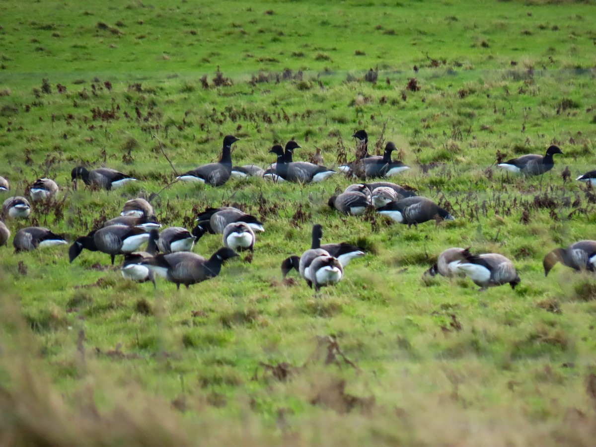 Brant (Dark-bellied) - ML645729449