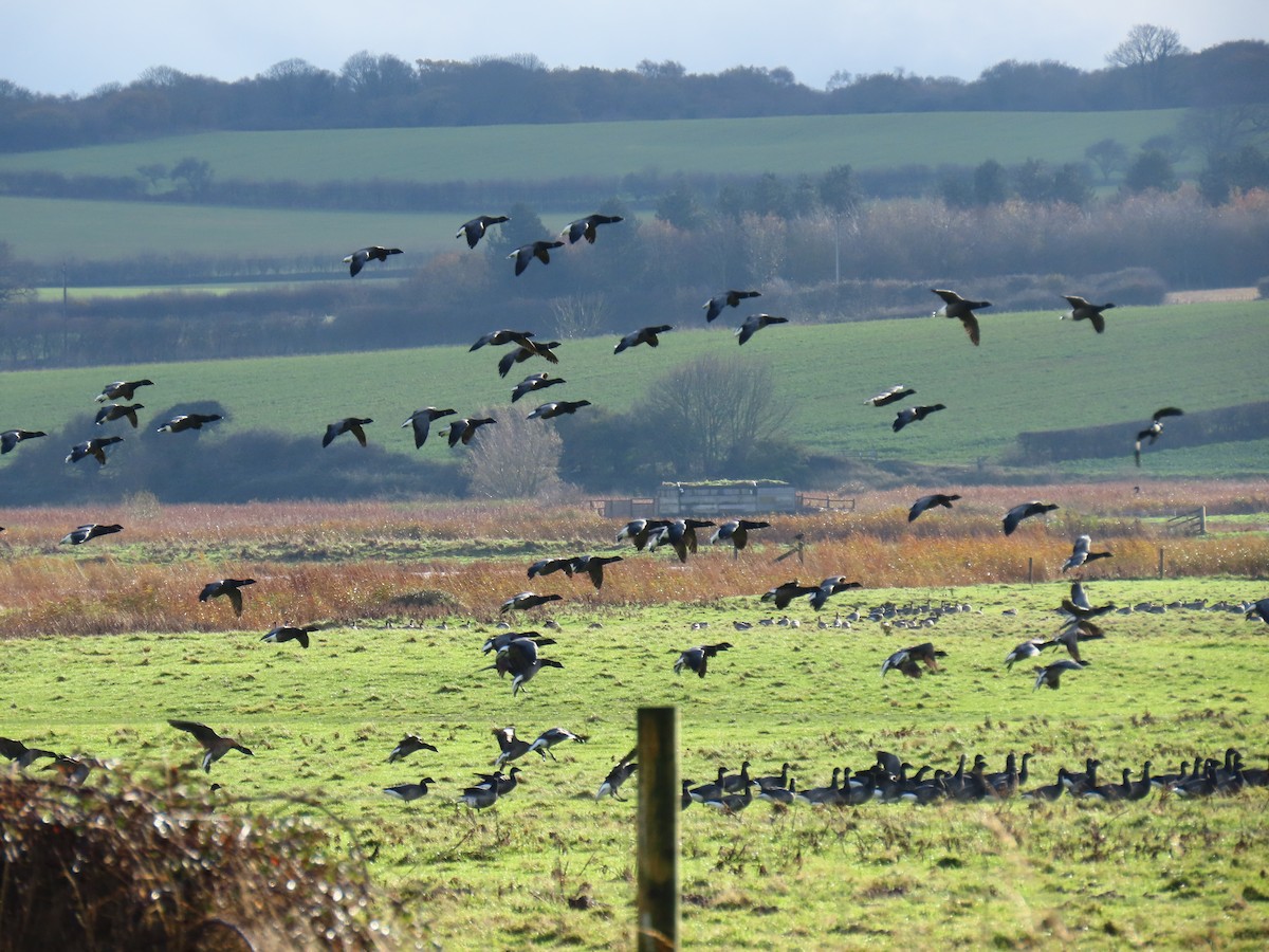 Brant (Dark-bellied) - ML645729450