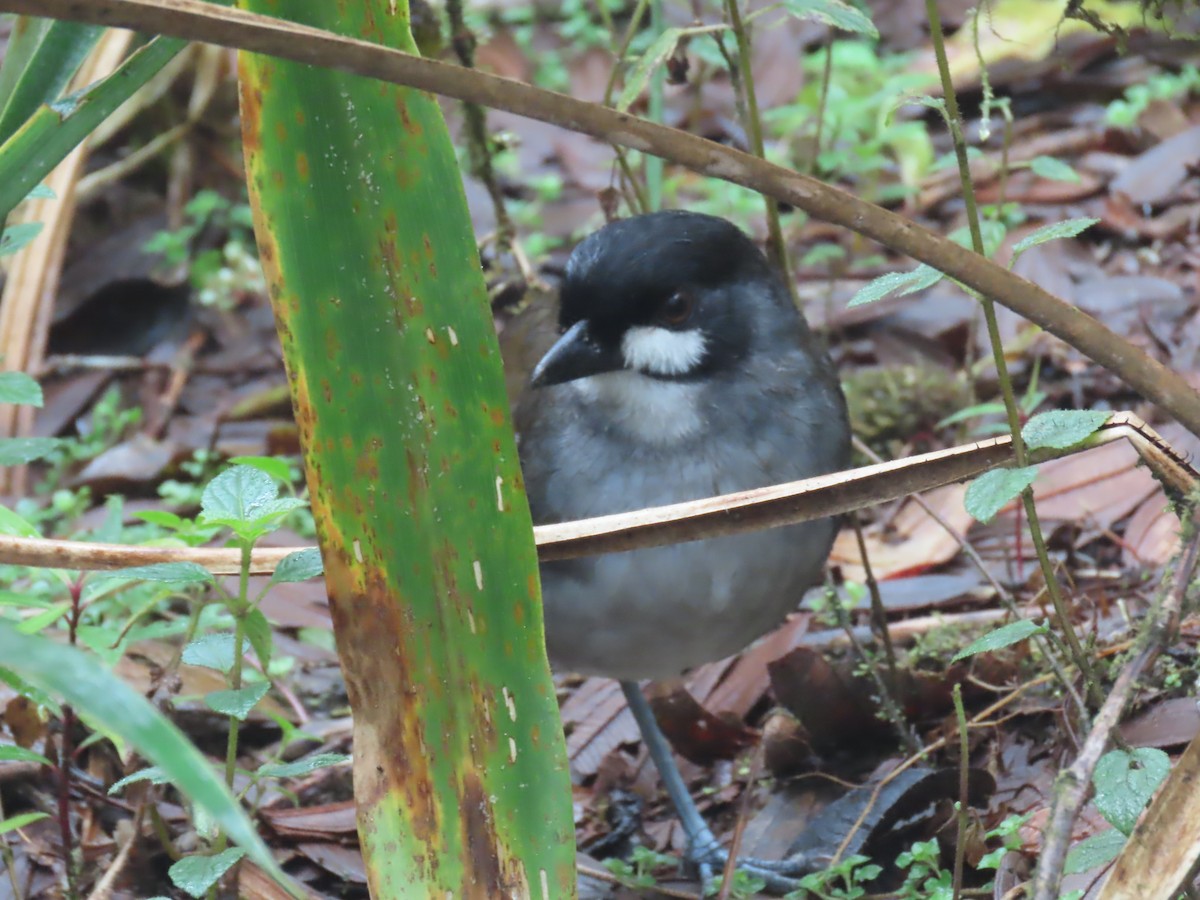 Jocotoco Antpitta - ML645729454