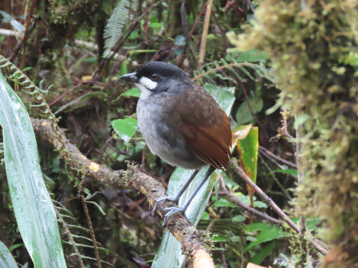Jocotoco Antpitta - ML645729470