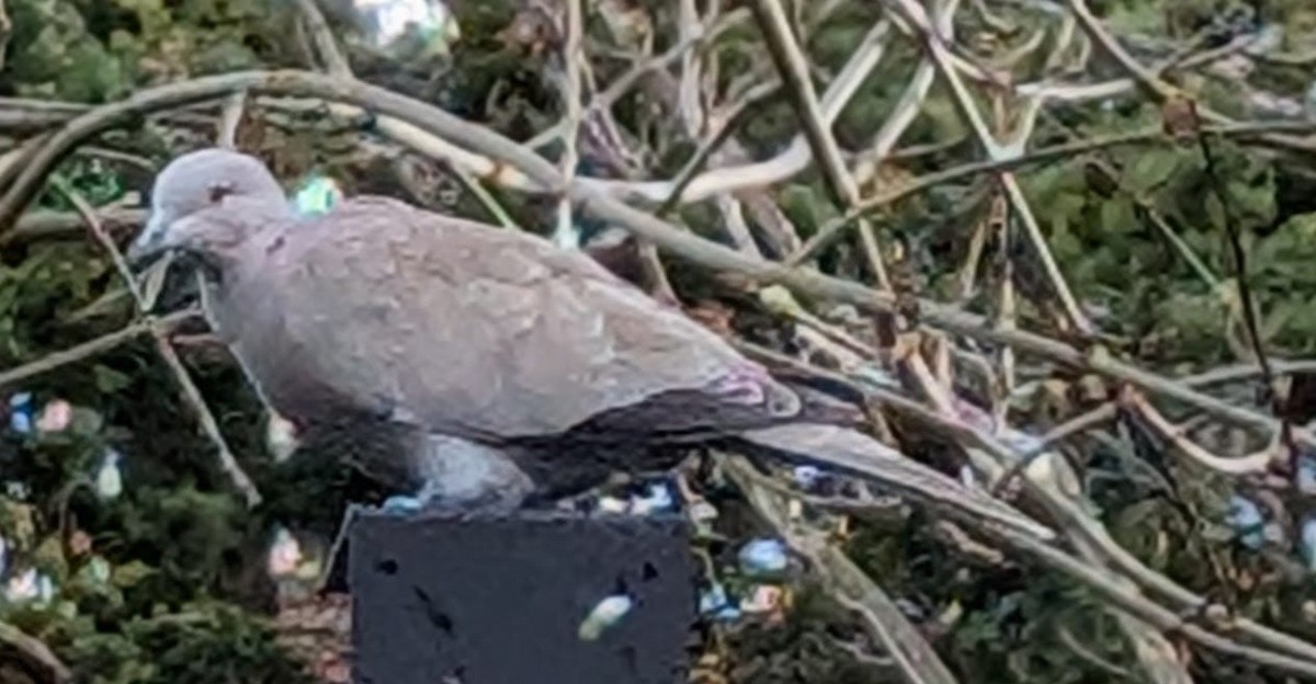 Eurasian Collared-Dove - ML645729476