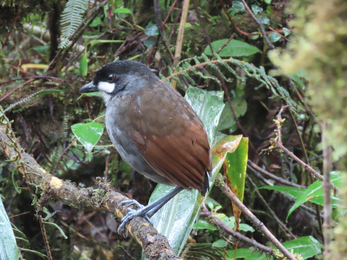 Jocotoco Antpitta - ML645729482