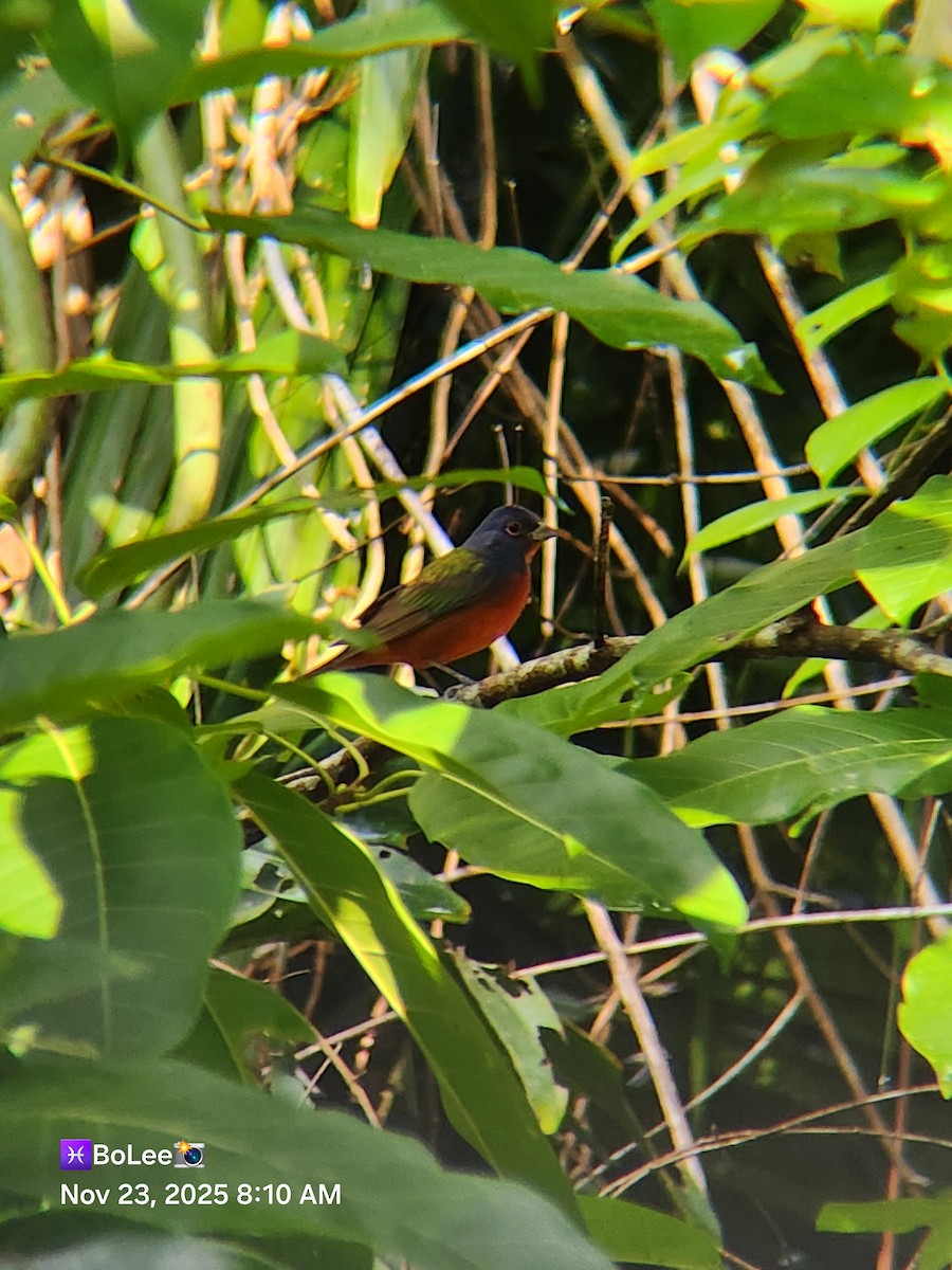 Painted Bunting - ML645729483