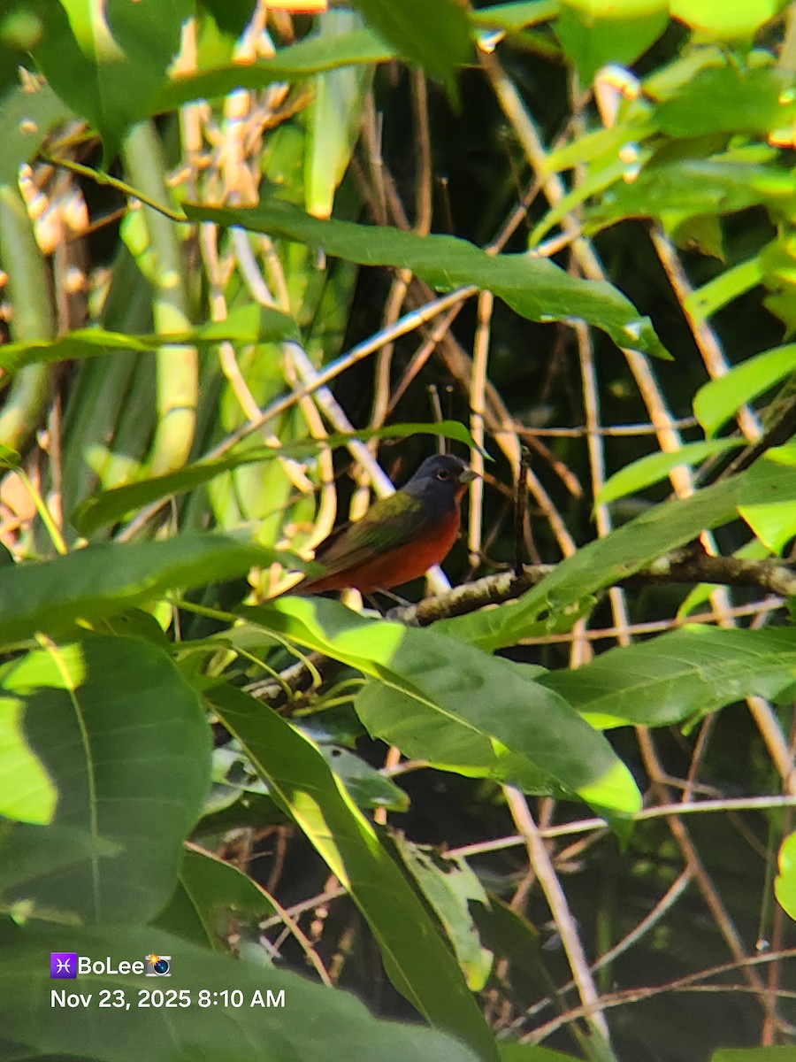 Painted Bunting - ML645729484