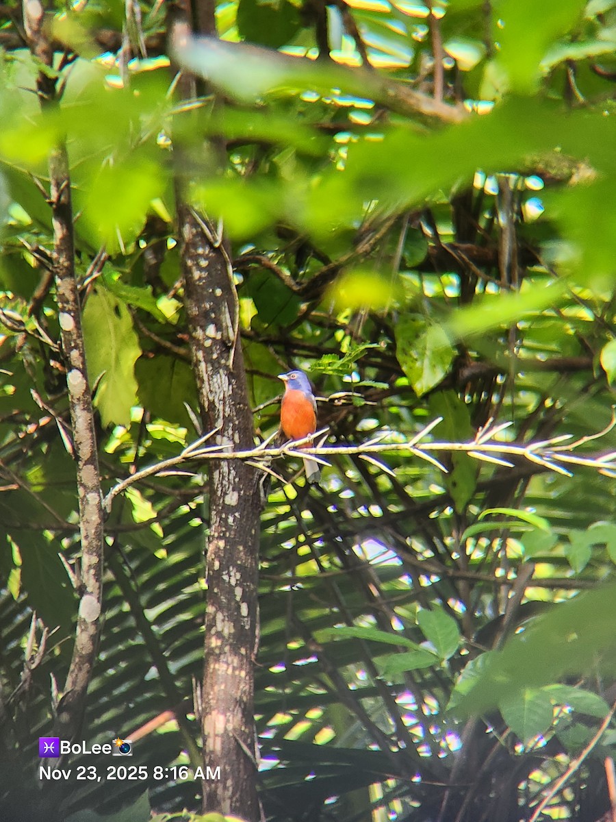 Painted Bunting - ML645729486