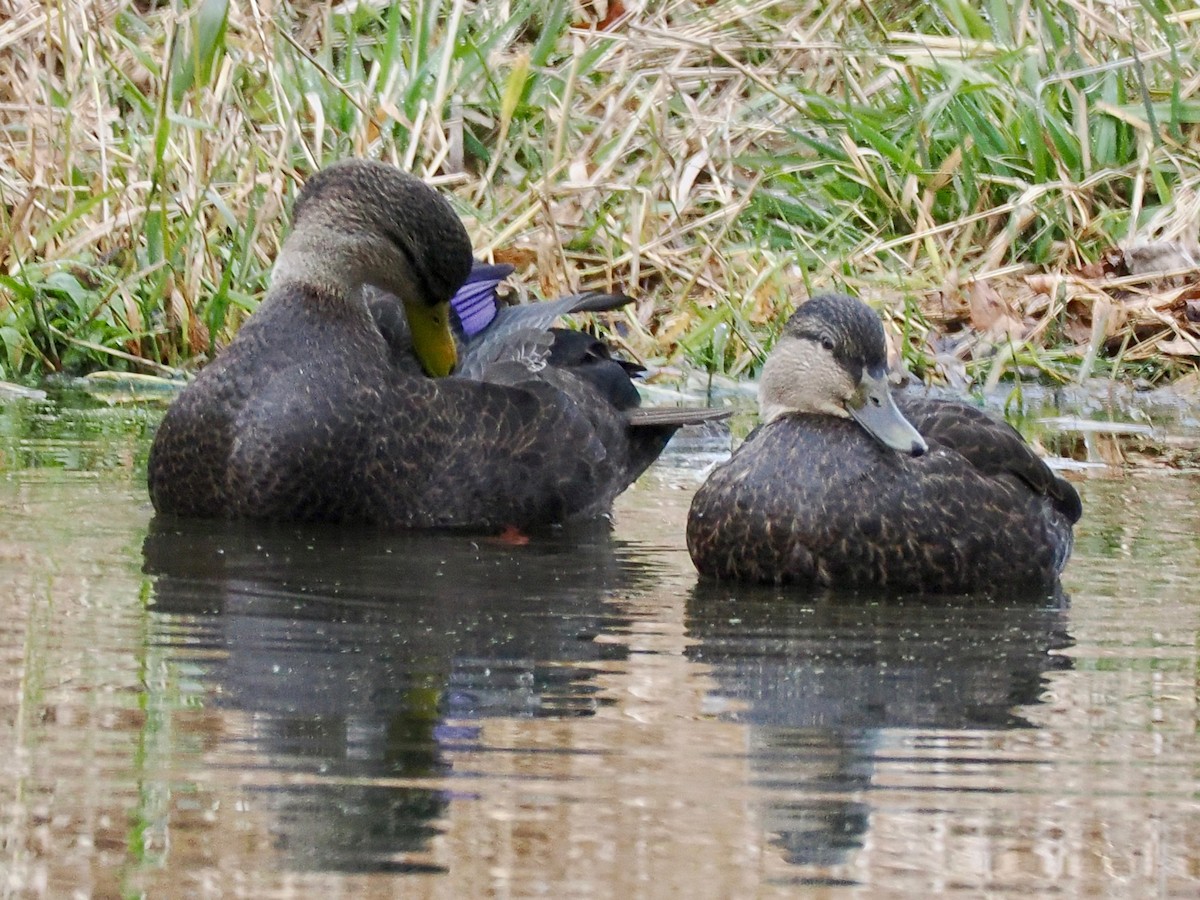 American Black Duck - ML645729489