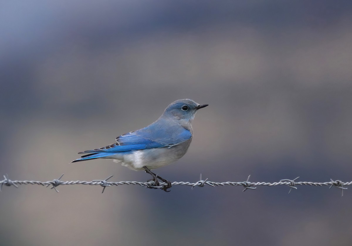 Mountain Bluebird - ML645729497
