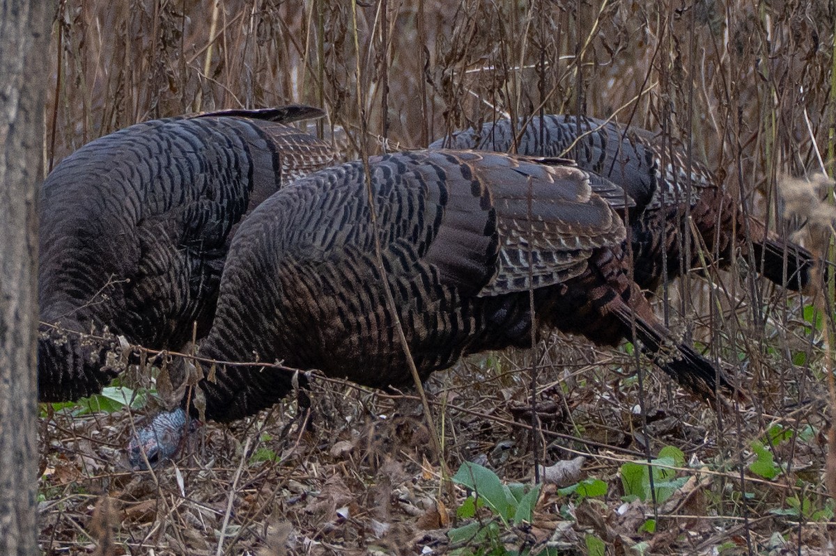 krocan divoký - ML645729500