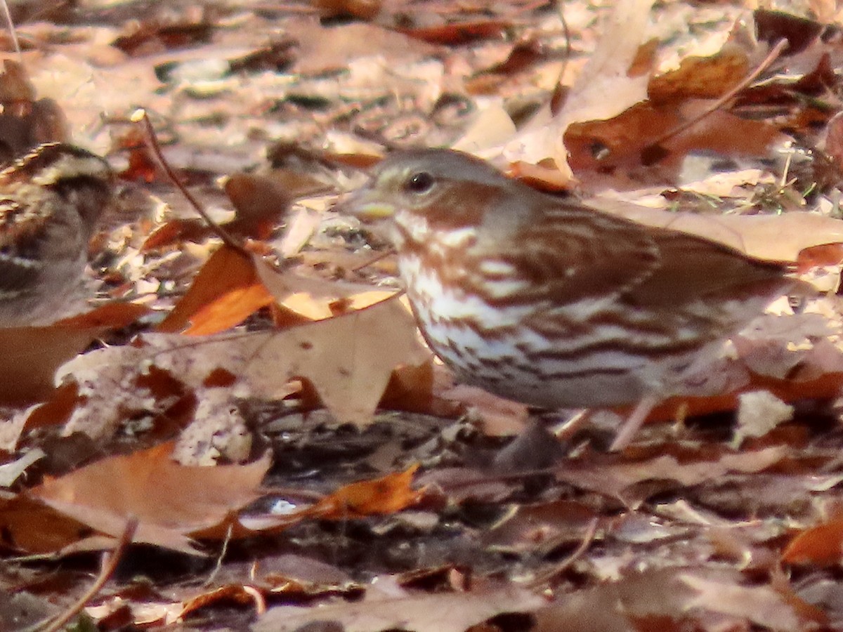 Fox Sparrow - ML645729508