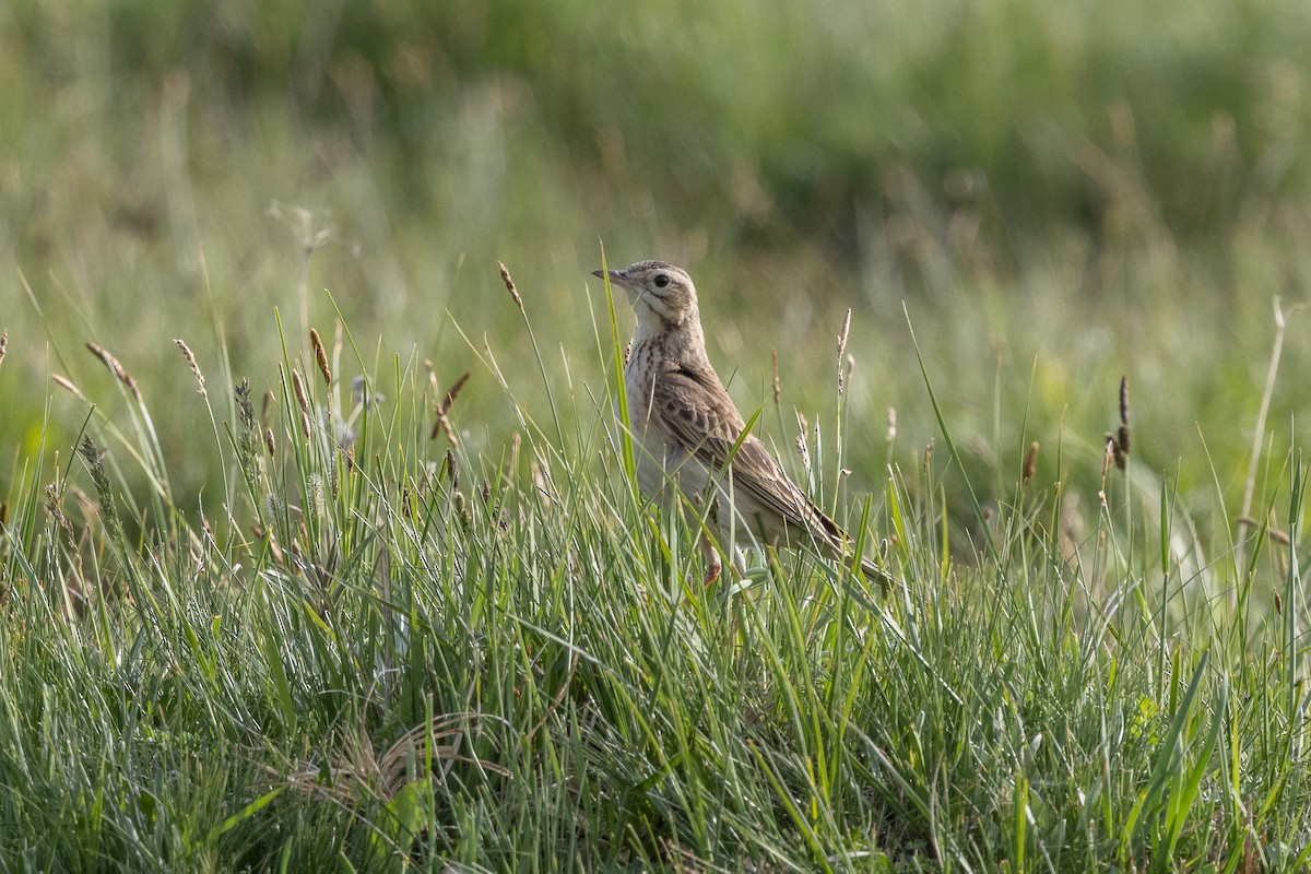 Richard's Pipit - ML645729513