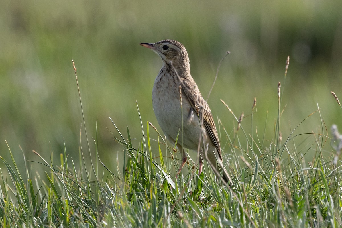 Richard's Pipit - ML645729522