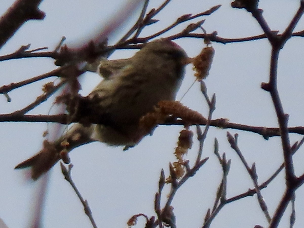 普通朱頂雀 - ML645729523