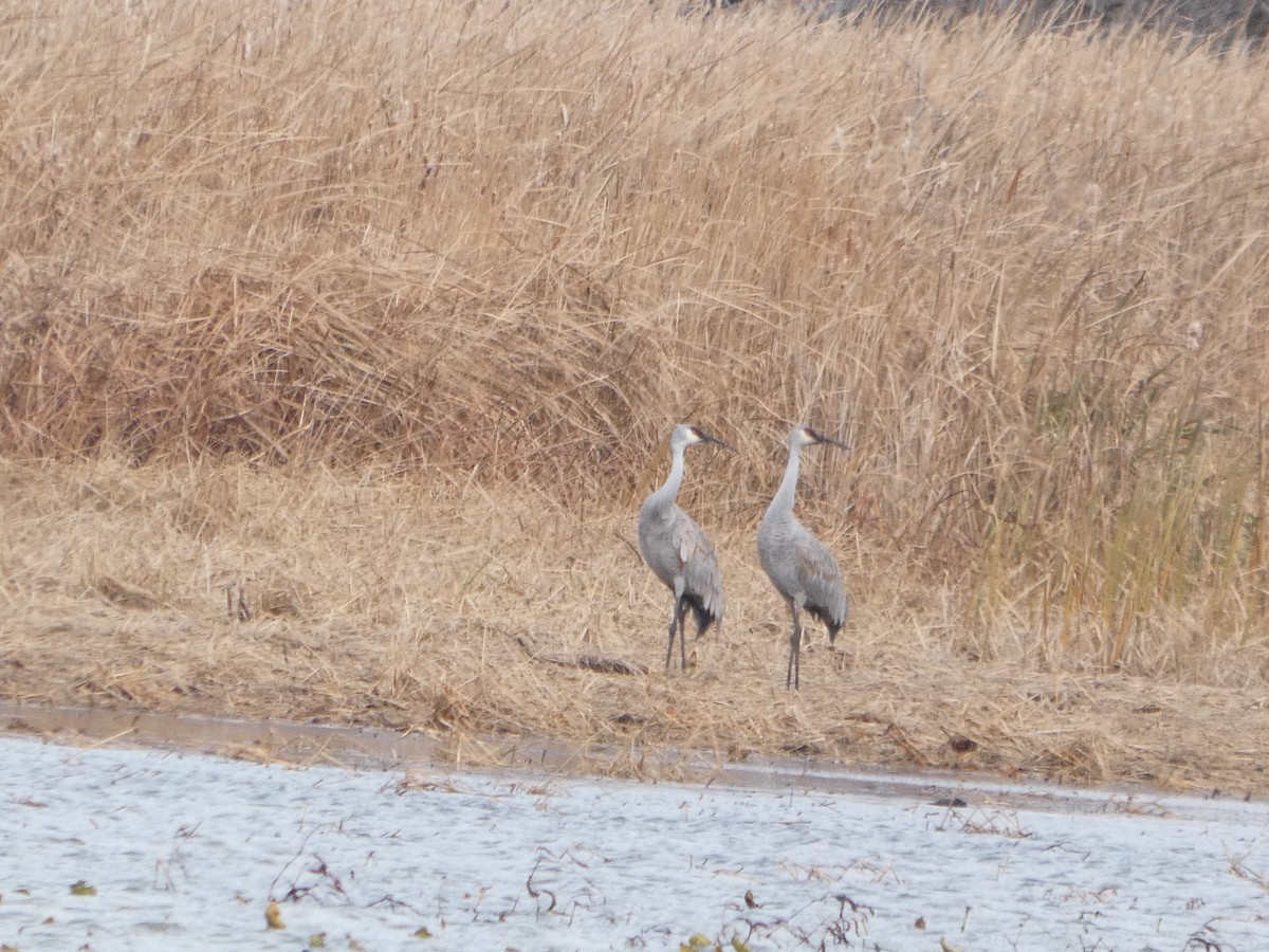 沙丘鶴 - ML645729530