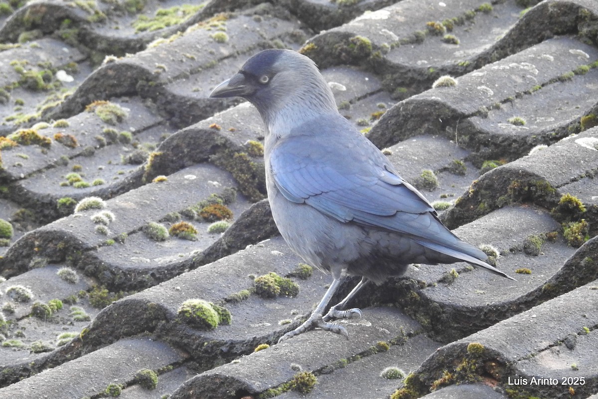 Eurasian Jackdaw - ML645729547