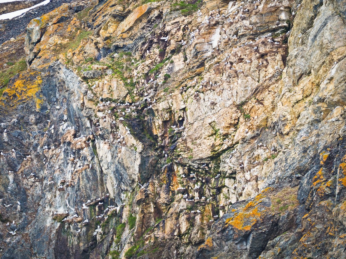 krykkje - ML645729549