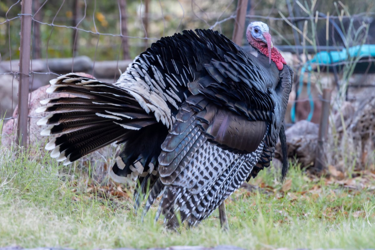 krocan divoký - ML645729552