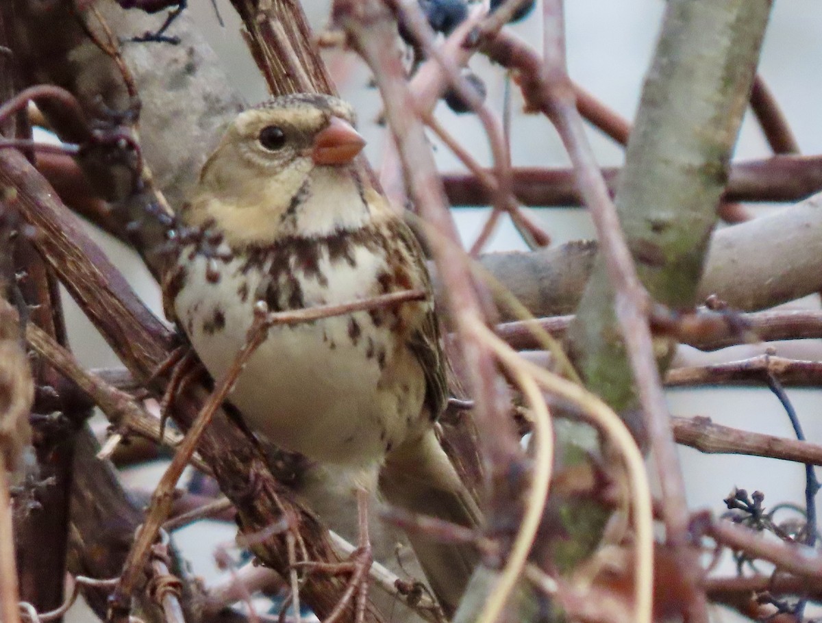 Harris's Sparrow - ML645729553