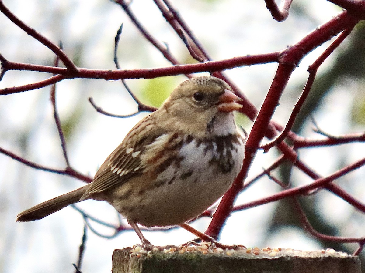 Harris's Sparrow - ML645729554
