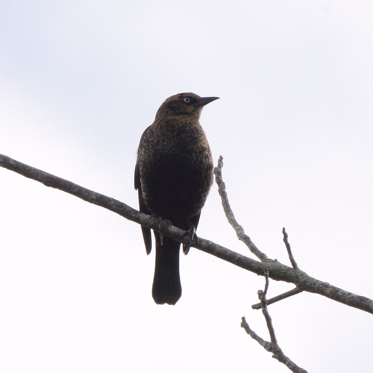 Rusty Blackbird - ML645729564