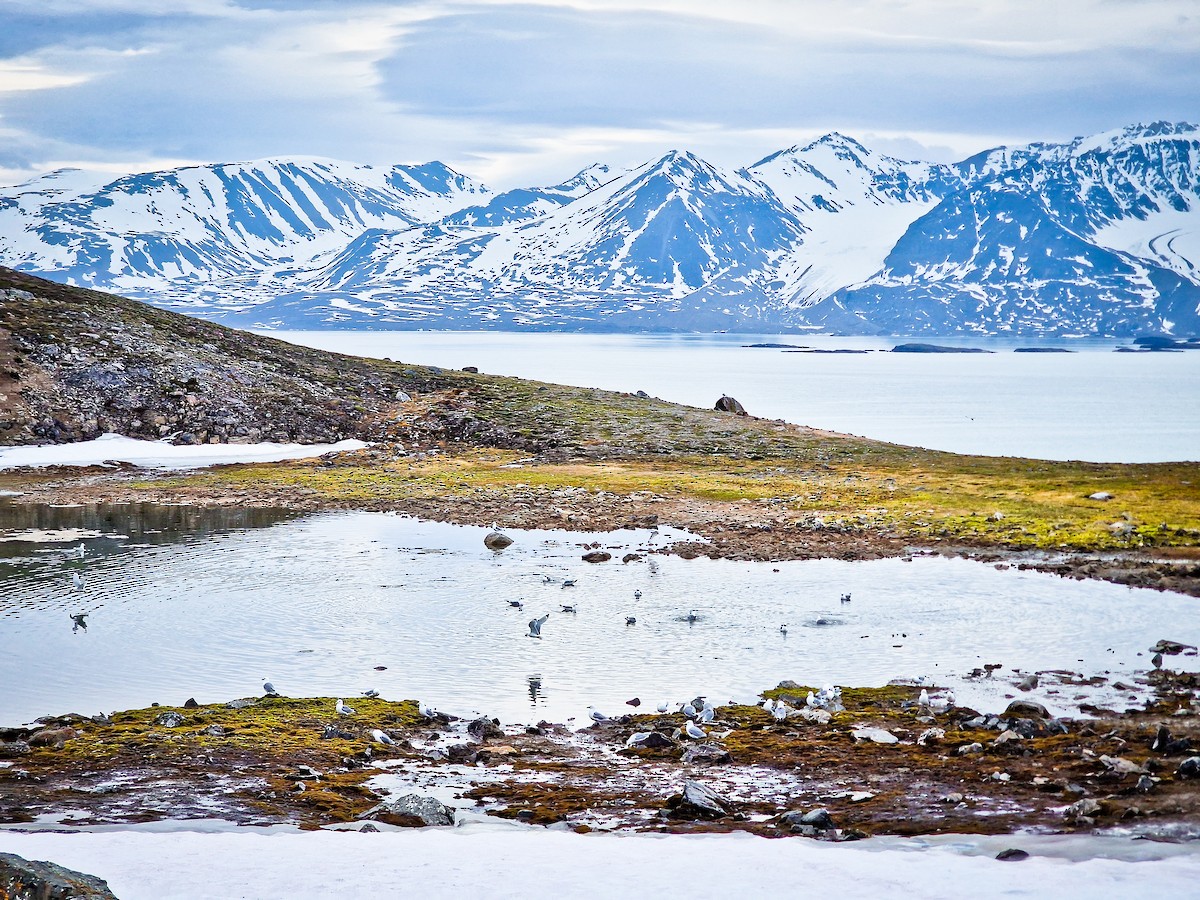 krykkje - ML645729575