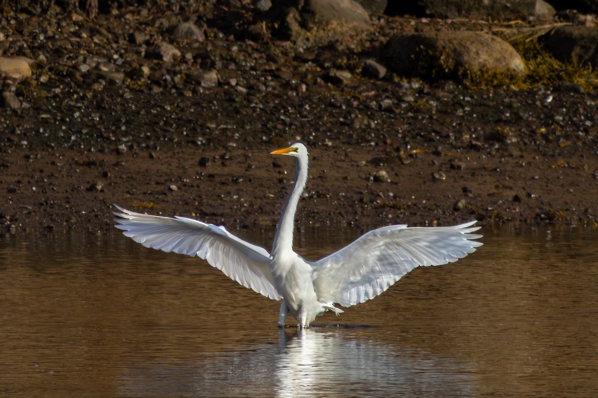 Great Egret - ML645729578