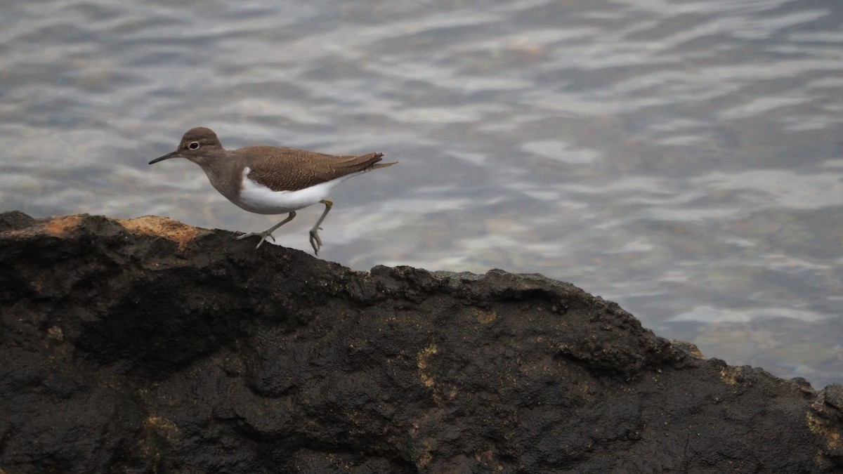 Common Sandpiper - ML645729587