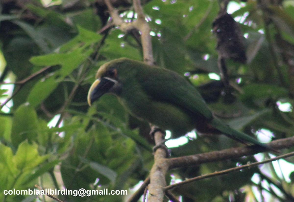 Southern Emerald-Toucanet - ML645729588