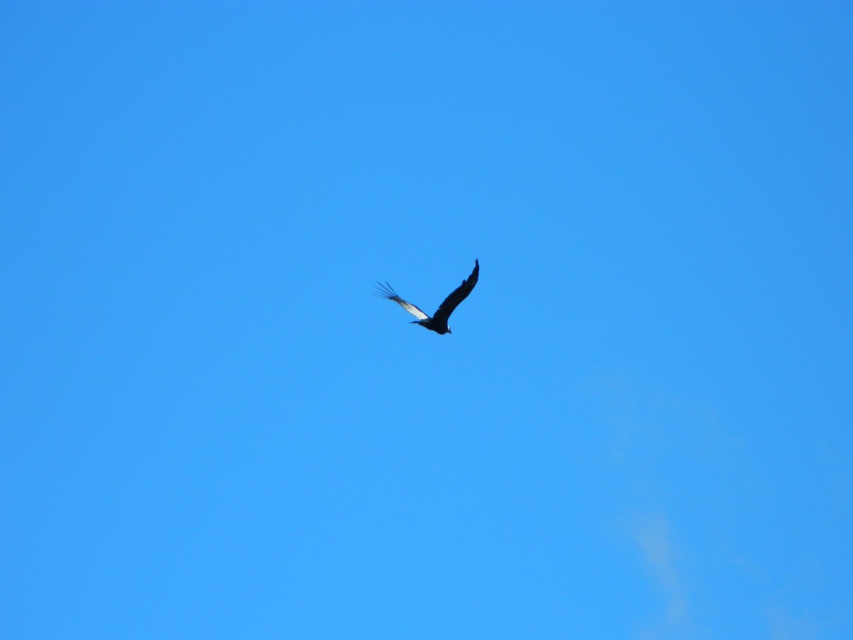 Andean Condor - ML645729589