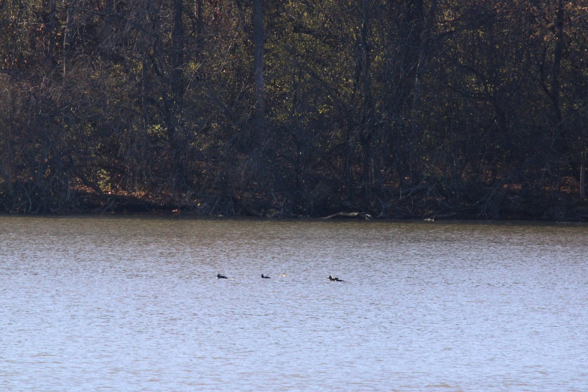 Hooded Merganser - ML645729590