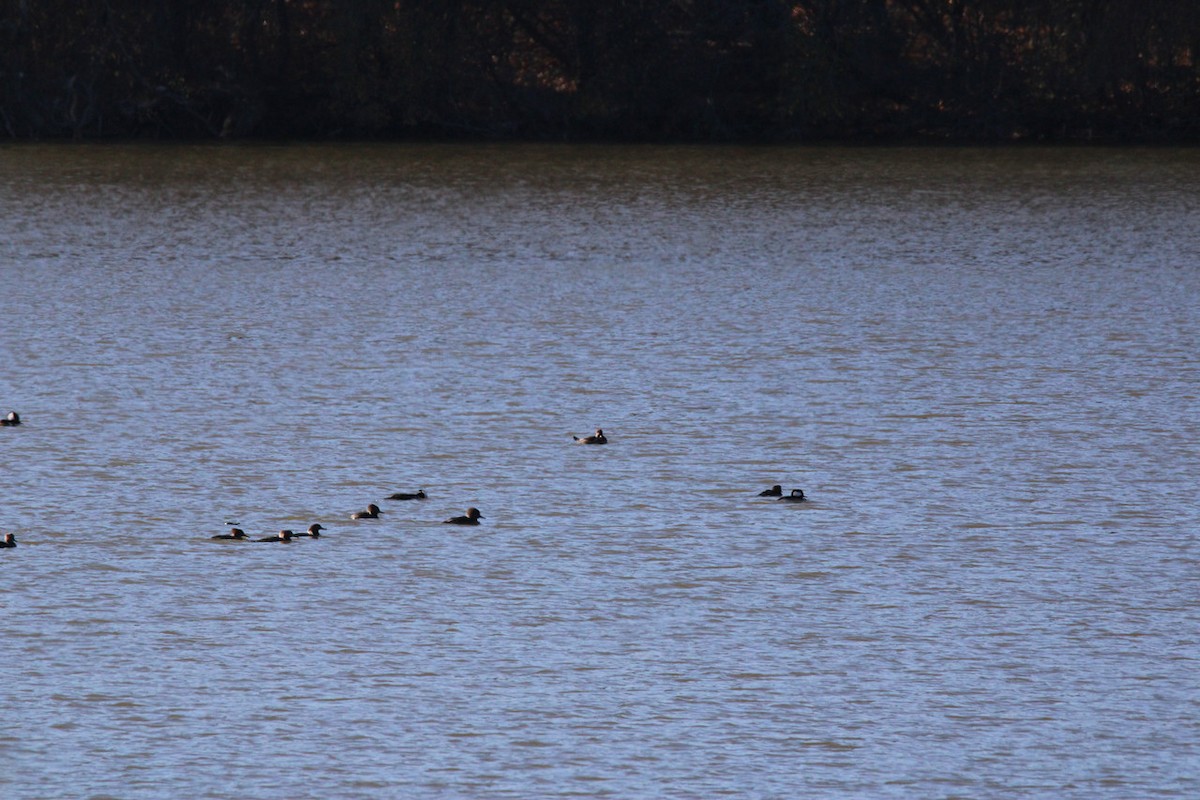 Hooded Merganser - ML645729591