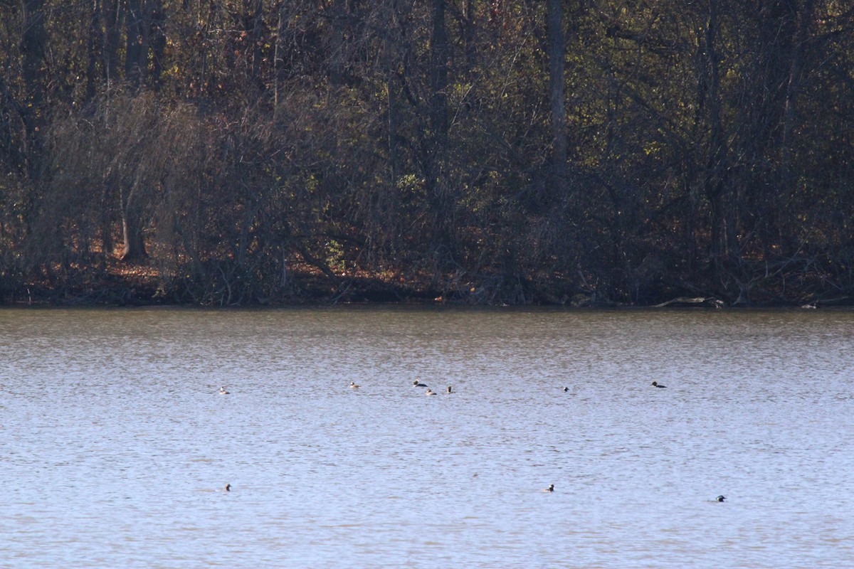 Hooded Merganser - ML645729592