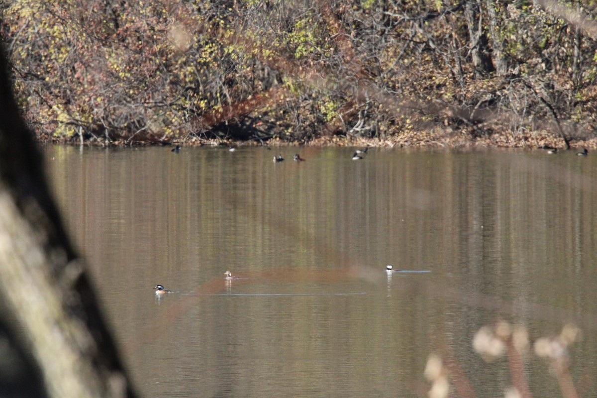 Hooded Merganser - ML645729593