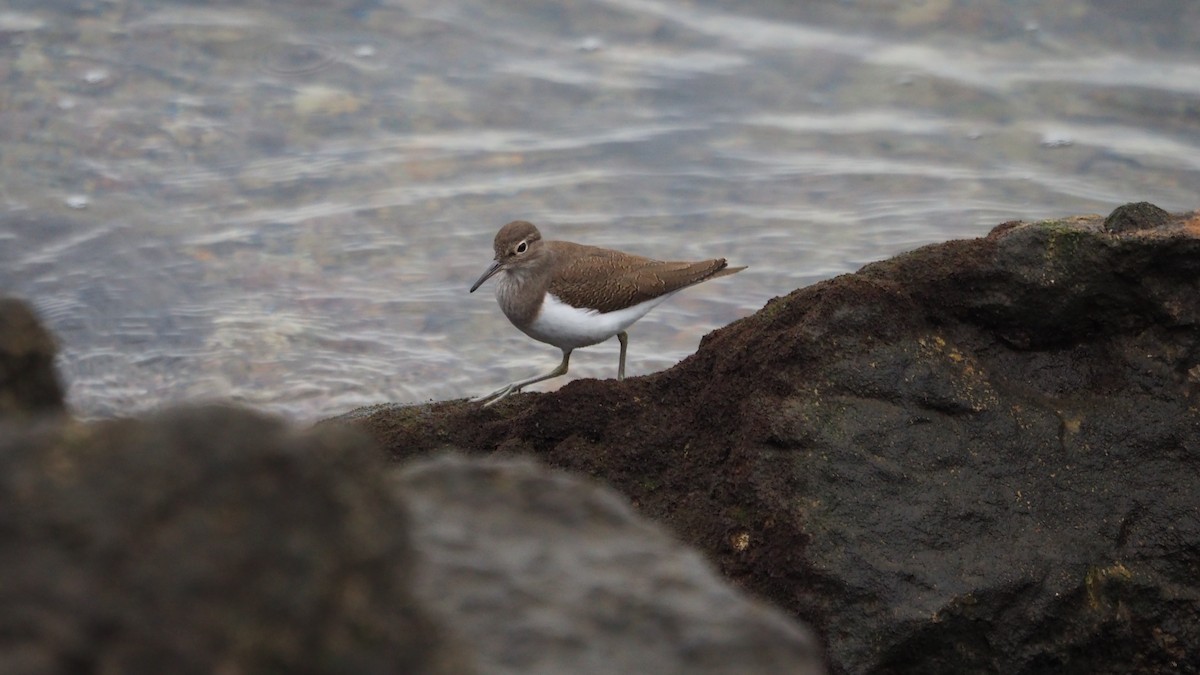 Common Sandpiper - ML645729594
