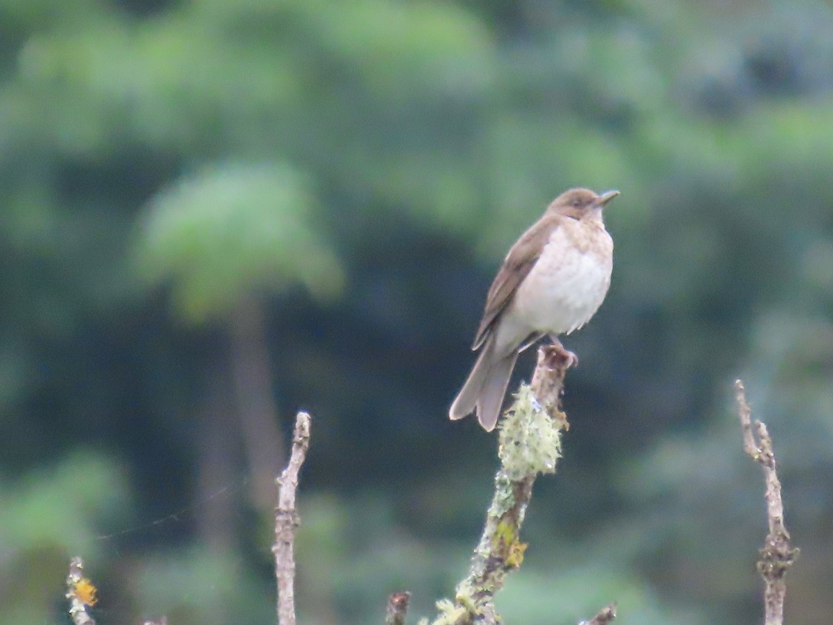 Black-billed Thrush - ML645729595