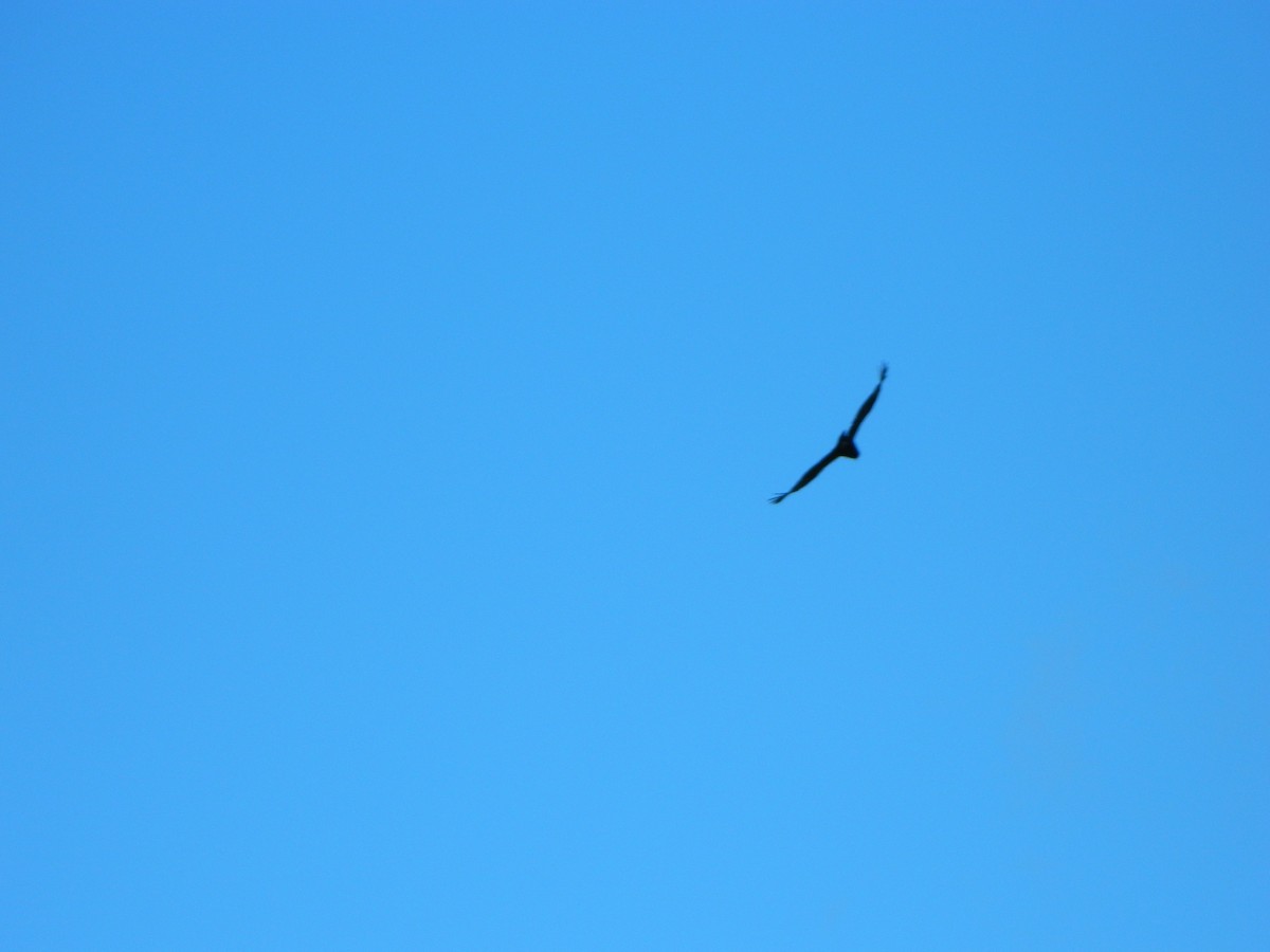 Andean Condor - ML645729596