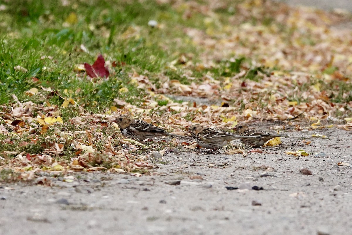 Harris's Sparrow - ML645729597