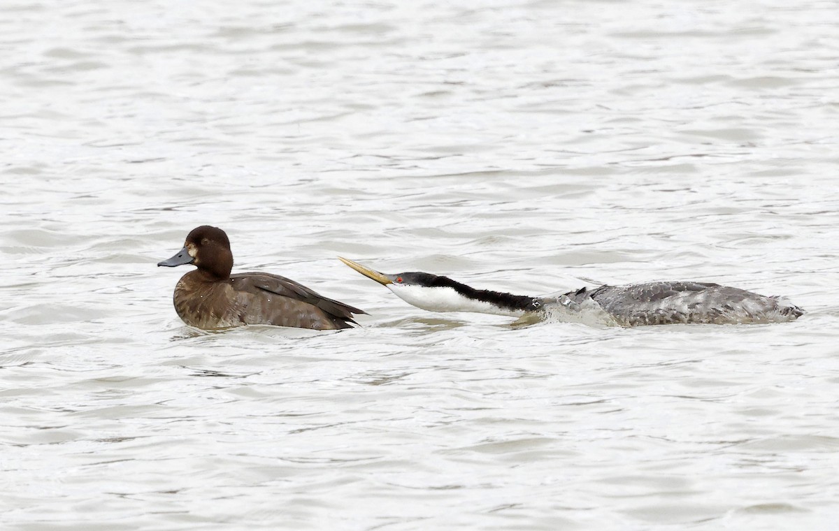 Lesser Scaup - ML645729598