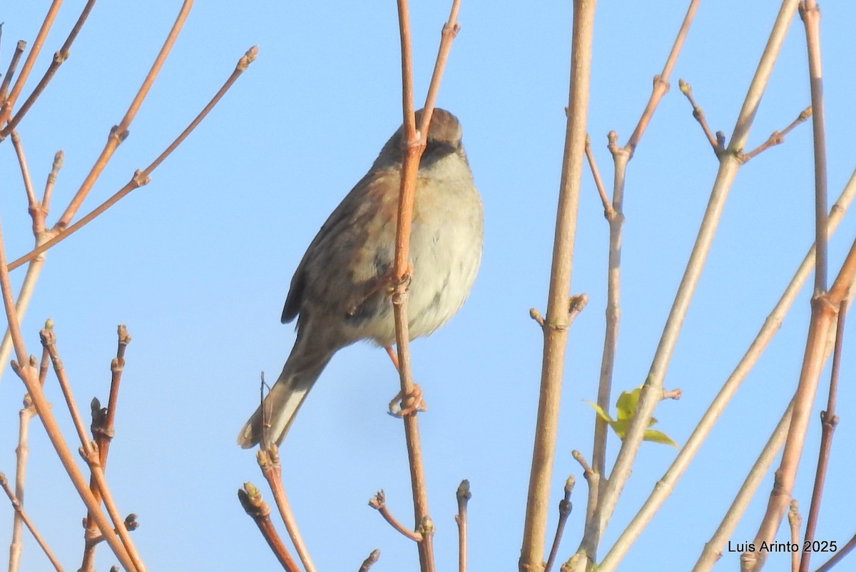 Dunnock - ML645729599