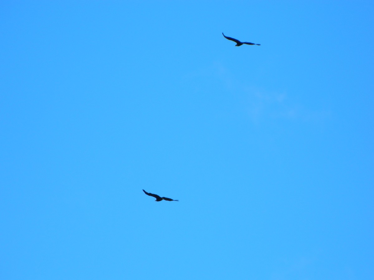 Andean Condor - ML645729600