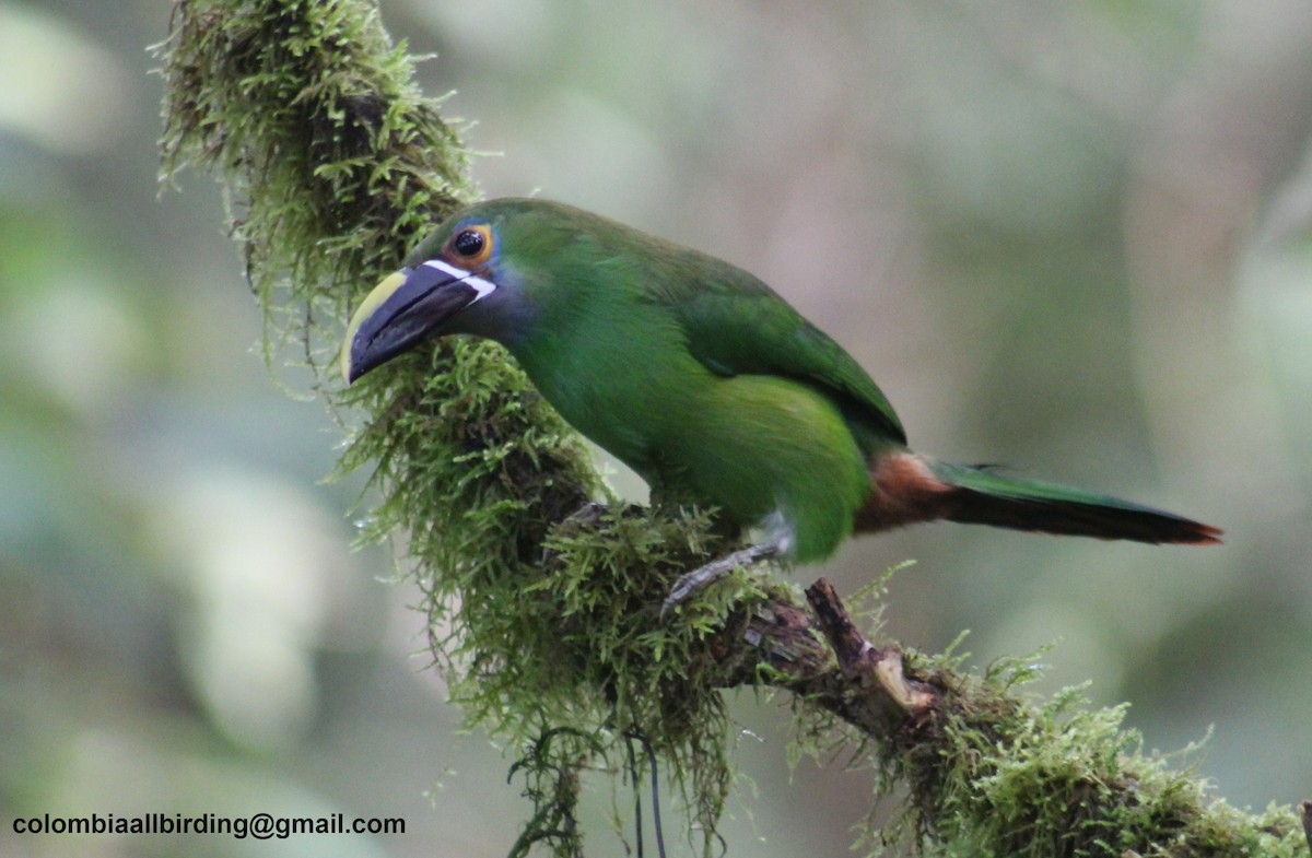 Southern Emerald-Toucanet - ML645729601