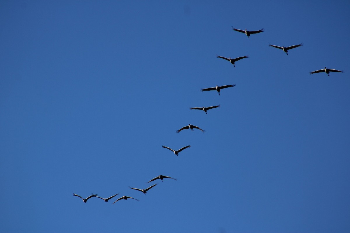 Sandhill Crane - ML645729603