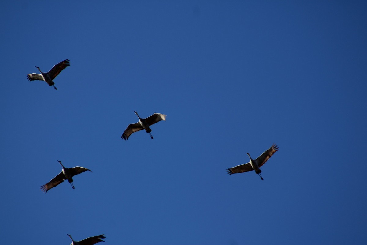 Sandhill Crane - ML645729604