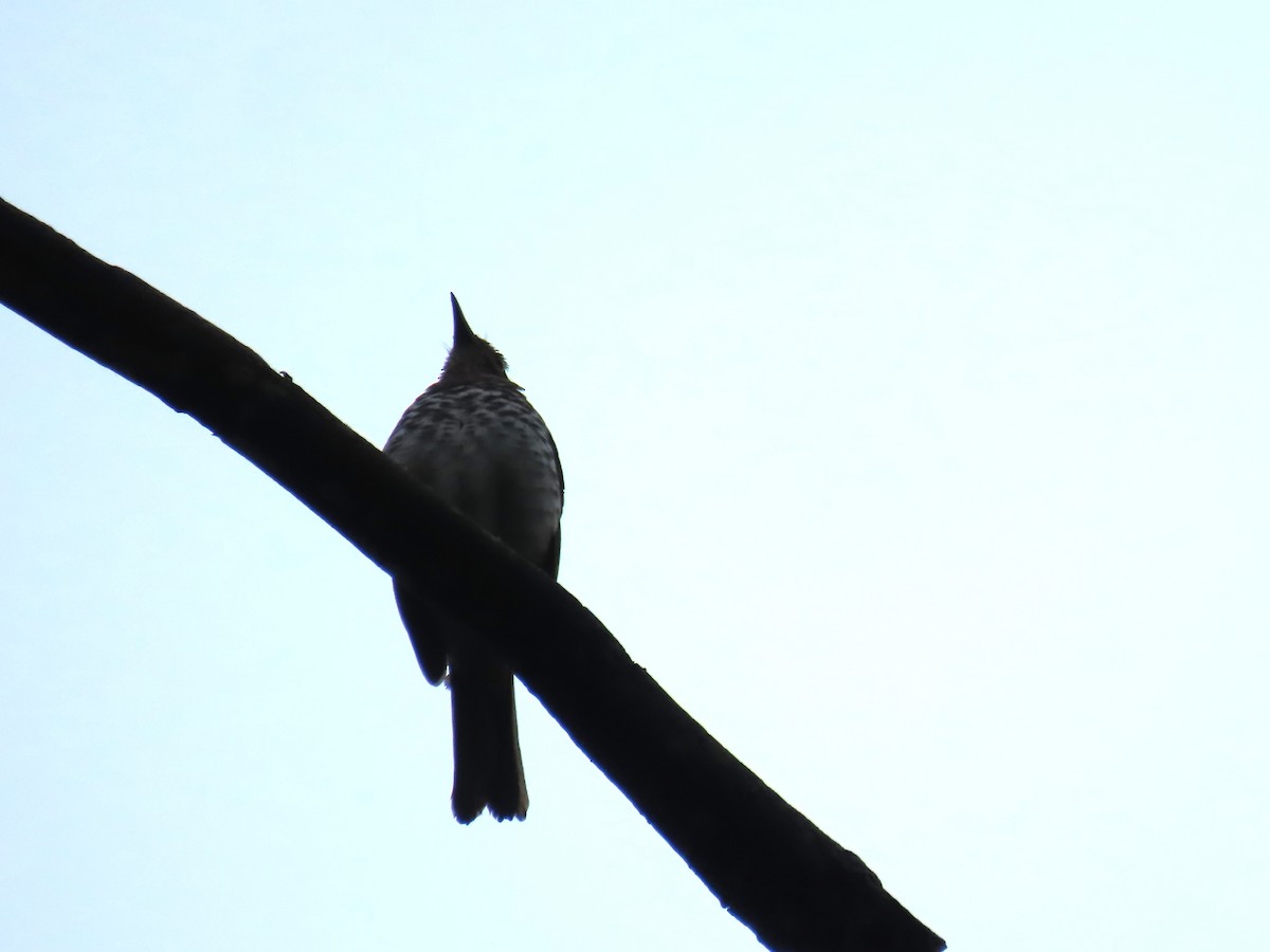 Marañon Thrush - ML645729605